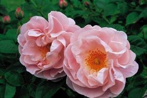 davidsrose